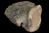 Hadrosaur Ungal (Claw) - Alberta (Disposition #-) #92798-2